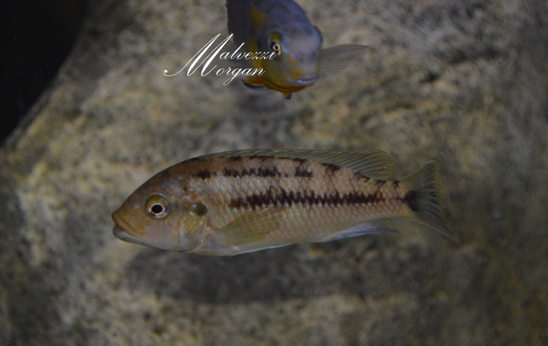 Petrotilapia flaviventris 'Undu Reef'